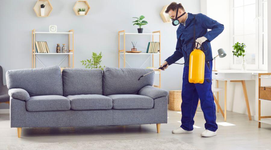 Professional flea removal services in Ruidoso Downs - Flea Removal Ruidoso Downs